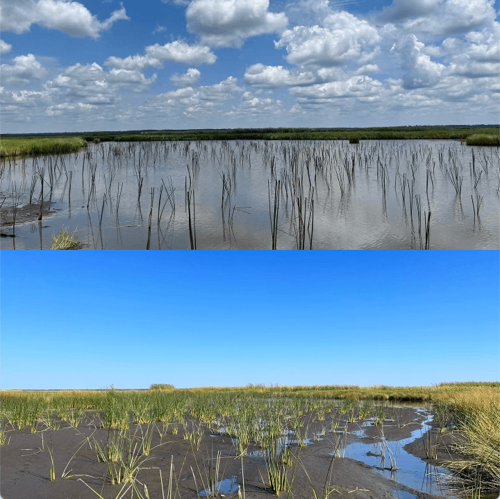 Before and after images of coastal restoration