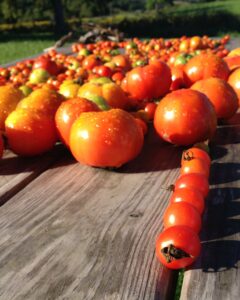 ripe tomatoes of various sizes