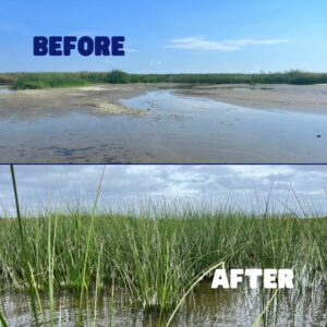 Coastal restoration before and after