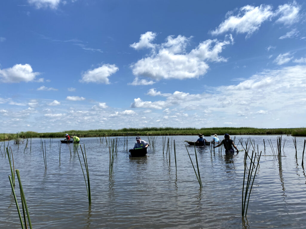 Marshland Restoration