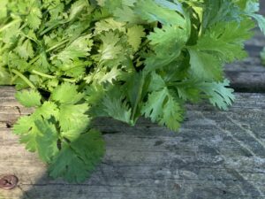 lush cilantro leaves