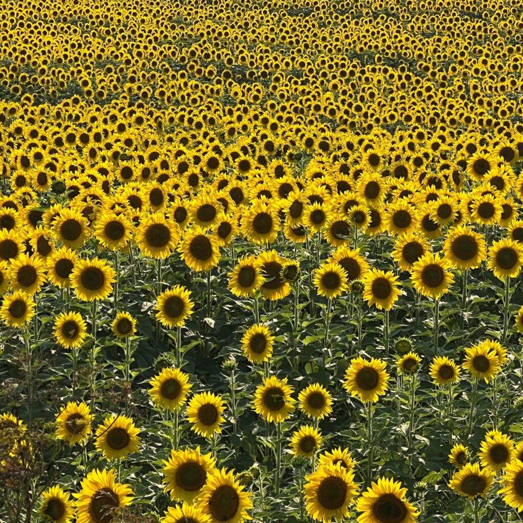 Sunflowers used in PFAS remediation research
