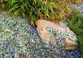 Colorful green, purple and white crushed glass in a garden