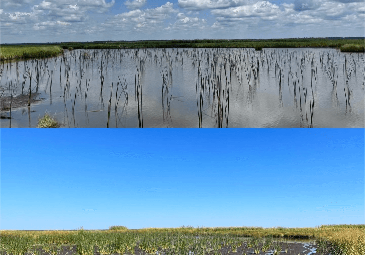 Before and after images of coastal restoration