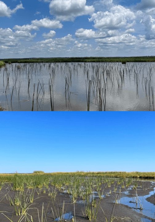 Before and after images of coastal restoration