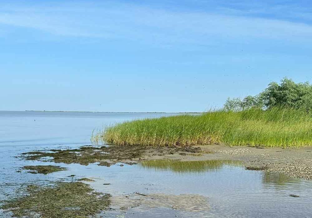 Coastal marshland